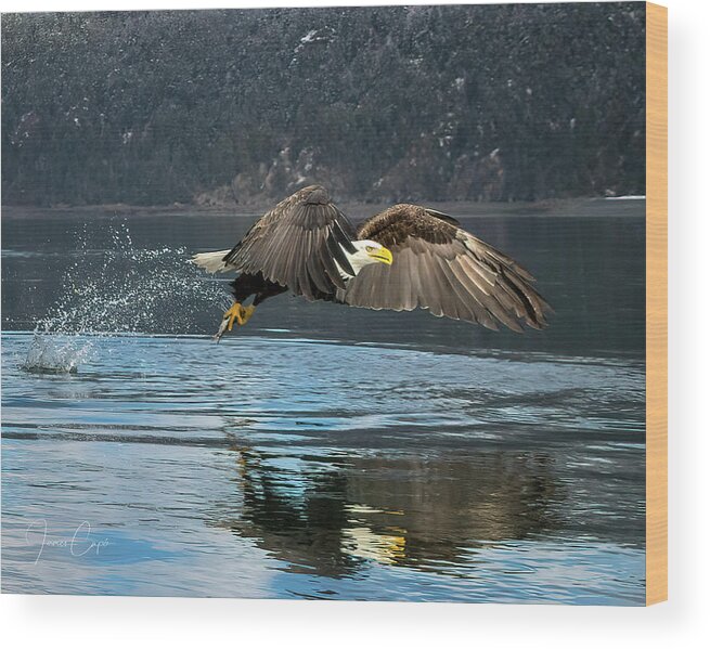 Bald Eagle Wood Print featuring the photograph Bald Eagle with Catch by James Capo