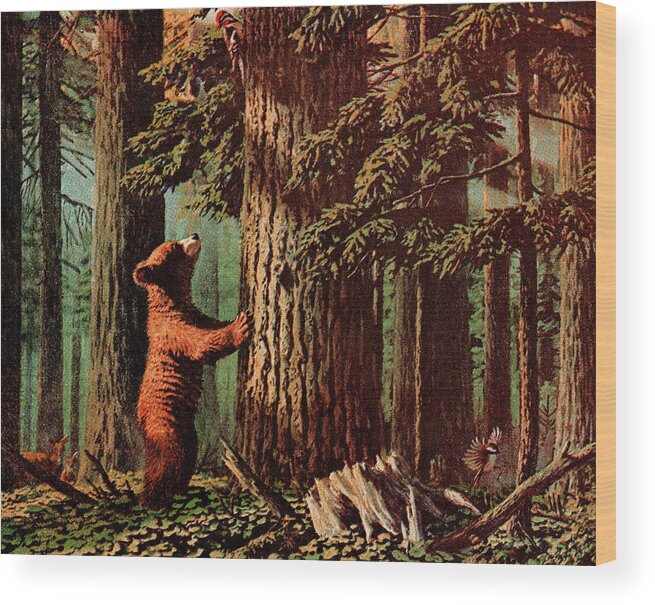 Animal Wood Print featuring the drawing Bear Looking Up Tree by CSA Images