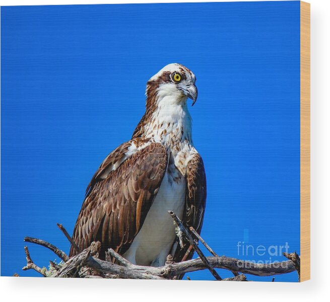 Bird Wood Print featuring the photograph Beautiful Osprey by Susan Rydberg