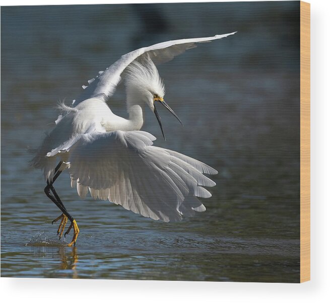 Snowy Egret Wood Print featuring the photograph Beautiful Snowy Egret. by Paul Martin