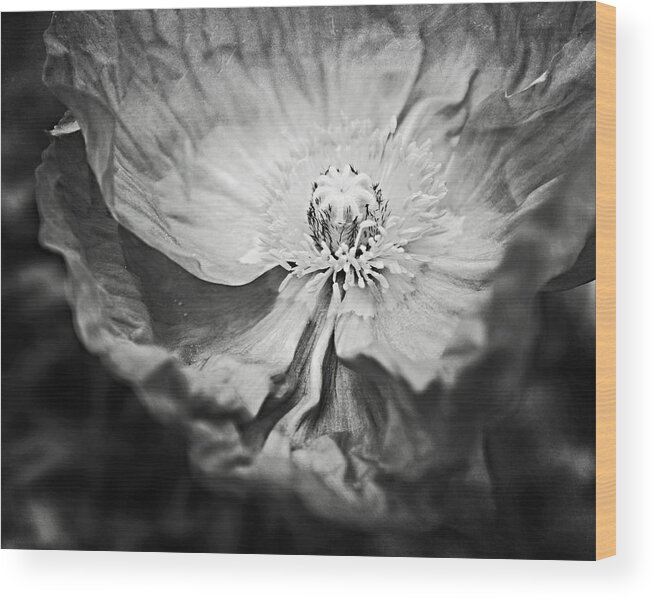 Black And White Wood Print featuring the photograph Black and White Poppy Two by Lupen Grainne