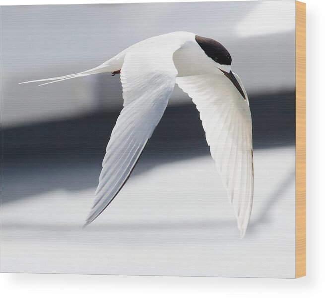 Black And White Wood Print featuring the photograph Black and White -- White-Fronted Tern in Port Chalmers, New Zealand by Darin Volpe
