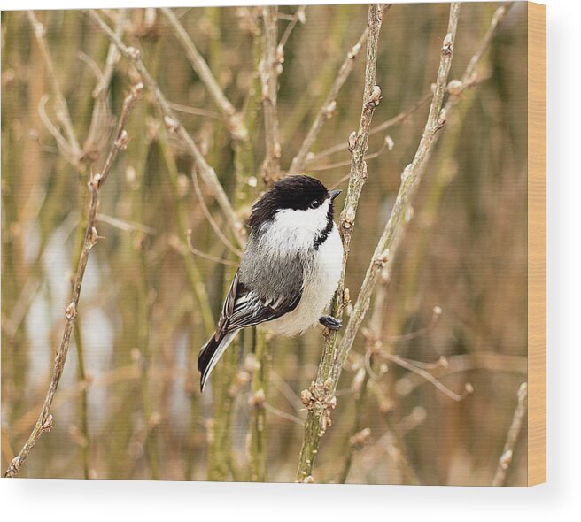 Black Capped Chickadee Wood Print featuring the photograph Black Capped Chickadee Print by Gwen Gibson