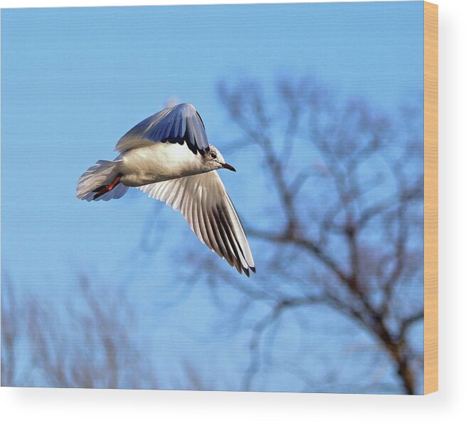 Black Headed Gull Wood Print featuring the photograph Black Headed Gull Flying by Jeff Townsend