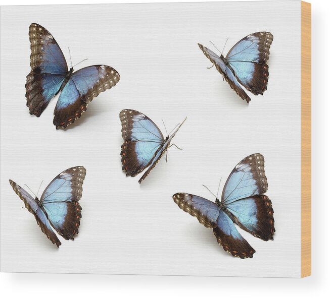 White Background Wood Print featuring the photograph Blue Butterflys by Proxyminder