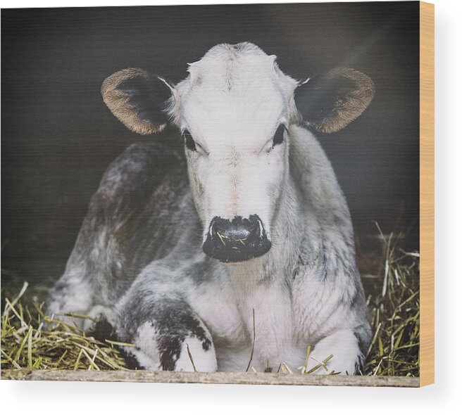 Animals Wood Print featuring the photograph Busy Day Crop by Aledanda