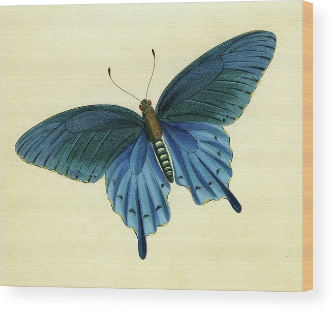 Entomology Wood Print featuring the mixed media Butterflies detail - Papilio philenor by Unknown