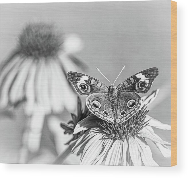 Butterfly Wood Print featuring the photograph Butterfly on Cone Flower Black and White by Lori Rowland