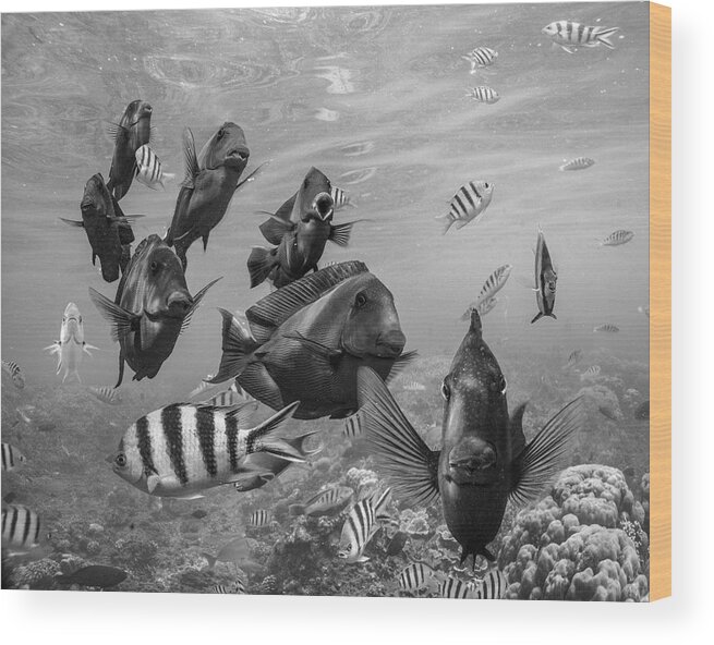 Disk1215 Wood Print featuring the photograph Butterflyfish And Damselfish by Tim Fitzharris