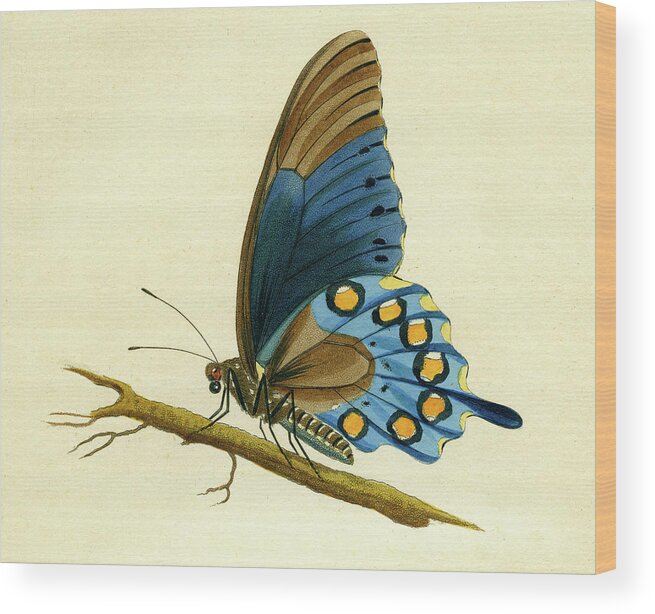 Entomology Wood Print featuring the mixed media butterfy detail - Papilio Philenor by Unknown