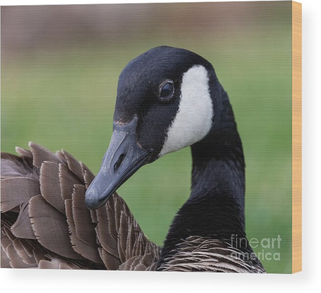 Photography Wood Print featuring the photograph Canada Goose by Alma Danison