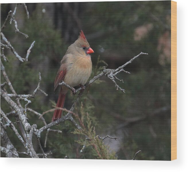 Cardinal Wood Print featuring the photograph Cardinal 6036 by John Moyer