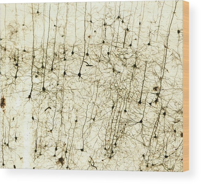 Brain Wood Print featuring the photograph Cerebral Cortex Pyramidal Cells by Jose Calvo / Science Photo Library
