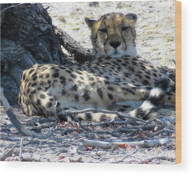 Africa Wood Print featuring the photograph Cheetah by Eric Pengelly