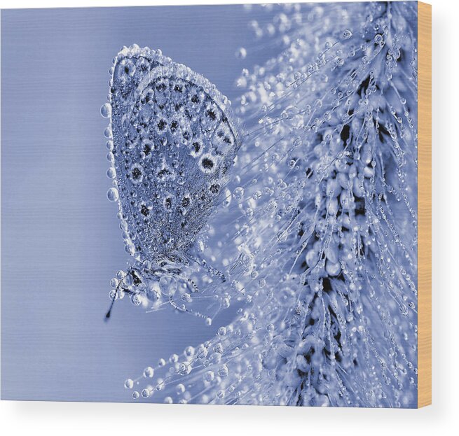 Insect Wood Print featuring the photograph Christmas Butterfly... by Thierry Dufour