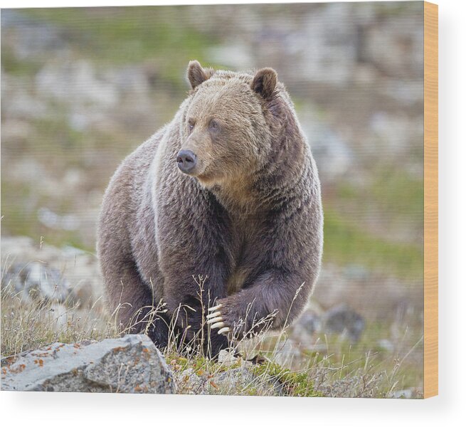 Grizzly Bear Wood Print featuring the photograph Claws of a Grizzly by Jack Bell