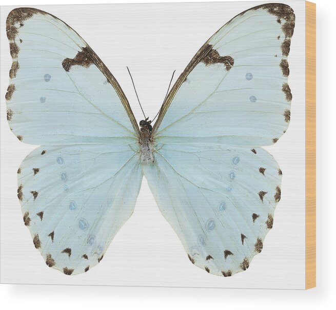 White Background Wood Print featuring the photograph Close-up Of A White Butterfly by Stockbyte