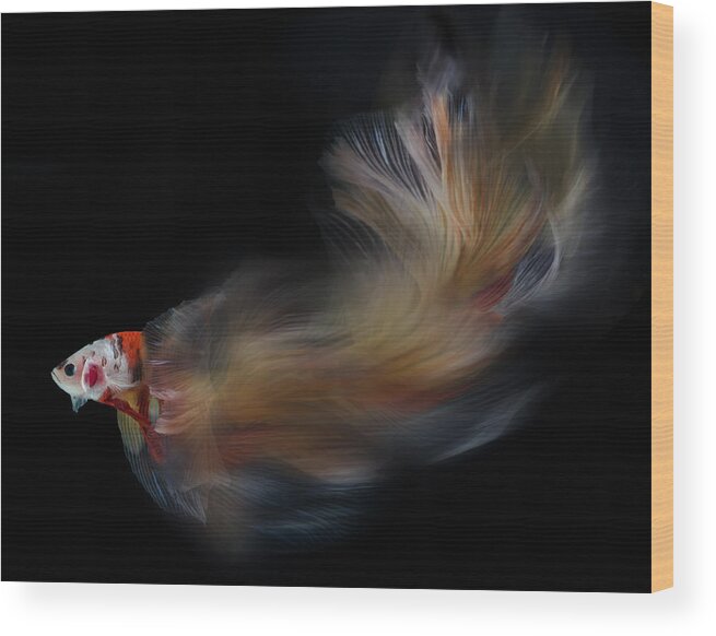 Animal Wood Print featuring the photograph Colorful Bettafish Motion by Rawisyah Aditya