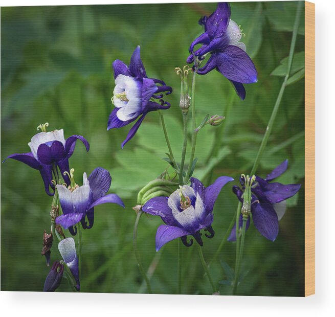 Flowers Wood Print featuring the photograph Columbine by Dean Ginther