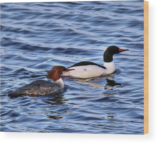 Common Wood Print featuring the photograph Common Merganser Pair by Arvin Miner