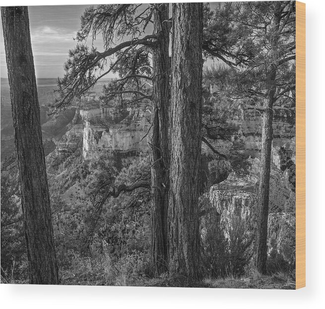 Disk1216 Wood Print featuring the photograph Conifers, Grand Canyon by Tim Fitzharris