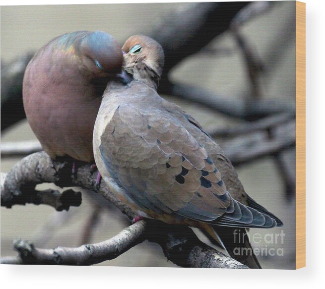 Female Mourning Dove Wood Print featuring the photograph Cooing Mourning Doves 2 by Patricia Youngquist