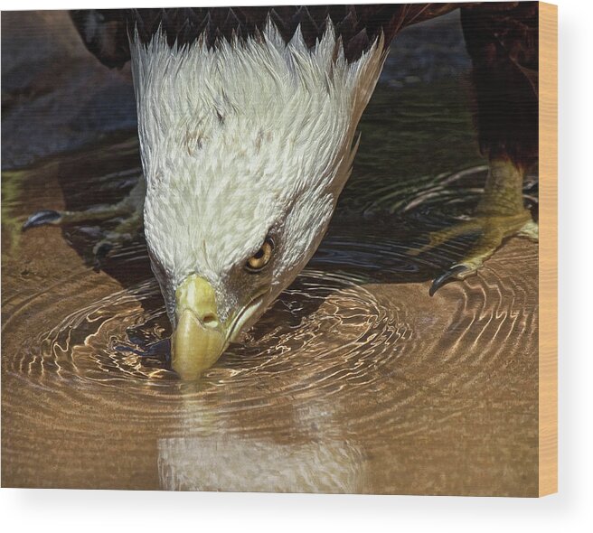 Eagle Wood Print featuring the photograph Cool Drink On A Hot Day by Mark Cox