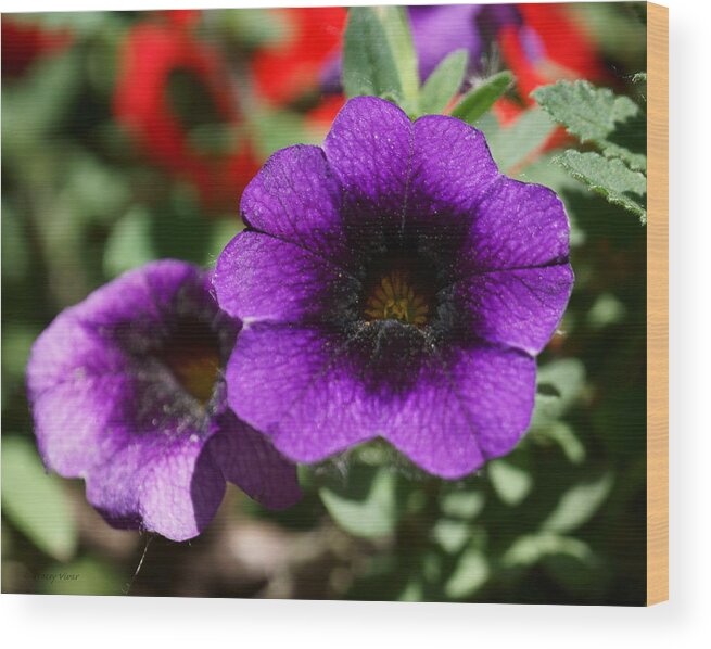 Petunias Wood Print featuring the photograph Cosmic Purple Petunias by Tracey Vivar