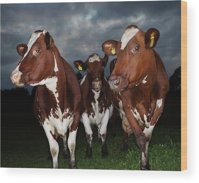 Three Quarter Length Wood Print featuring the photograph Cows In Evening Light by Roine Magnusson