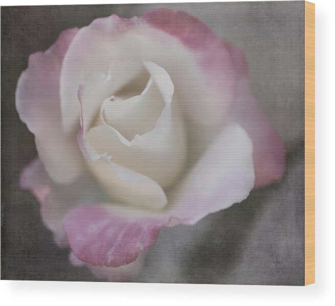 Rose Wood Print featuring the photograph Creamy White Center by TL Wilson Photography by Teresa Wilson