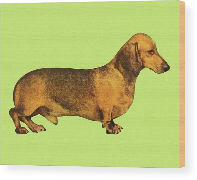 Animal Wood Print featuring the drawing Dachshund on Green Background by CSA Images