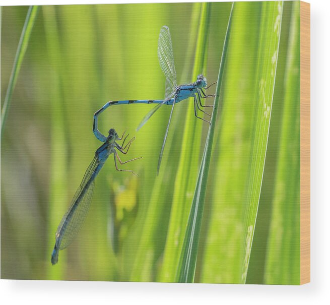 Mating Wheel Wood Print featuring the photograph Dameselfly Mating Wheel by Rick Mosher