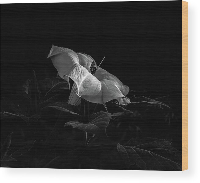 Datura Wood Print featuring the photograph Datura and bee in black and white by Alessandra RC