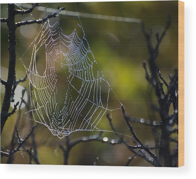 Spider Wood Print featuring the photograph Dew Drop In by Linda Bonaccorsi