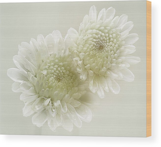 White Background Wood Print featuring the photograph Dew Drops On White Chrisantemus by Flower Photography By Viorica Maghetiu