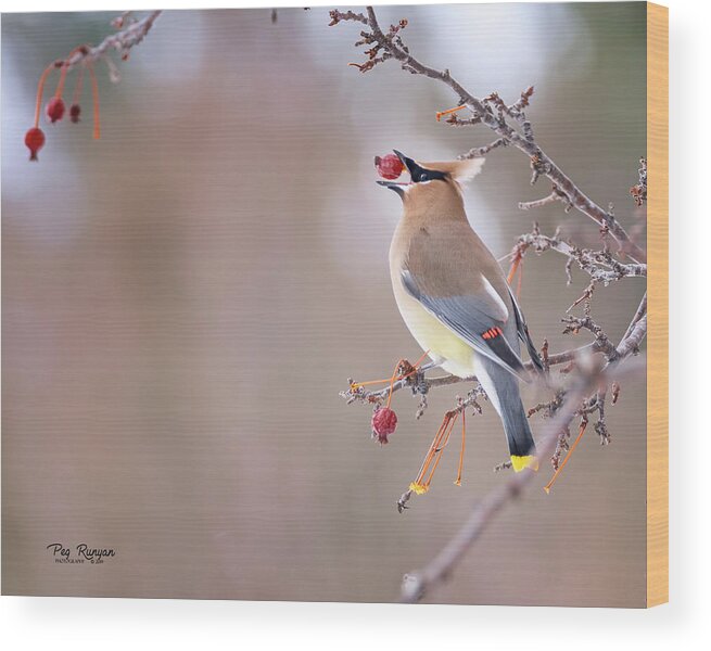 Bird Wood Print featuring the photograph Down the Hatch by Peg Runyan