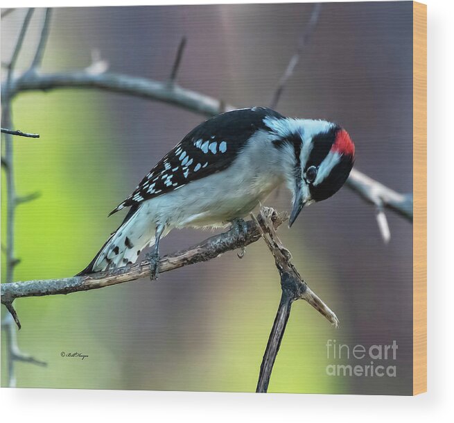 Woodpeckers Wood Print featuring the photograph Downy Woodpecker by DB Hayes