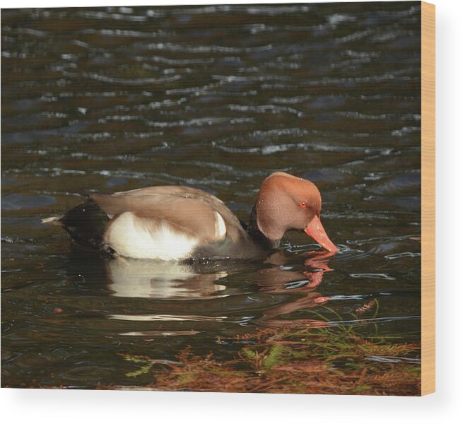 Duck Wood Print featuring the photograph Duck on Water by Maggy Marsh