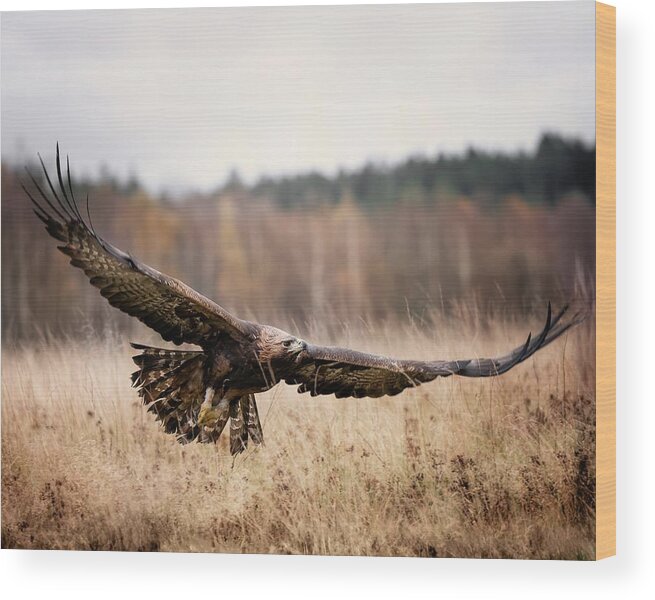 Eagle
Bird
Flying
Wings
Autumn Wood Print featuring the photograph Eagle by Michaela Fireov