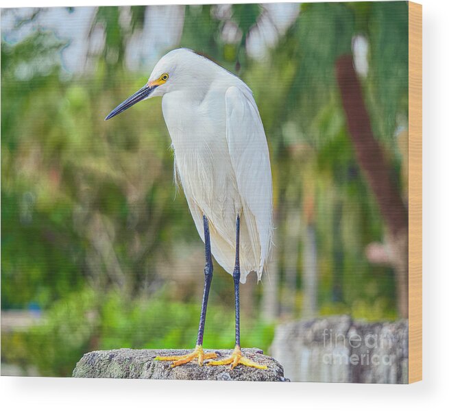 Everglades Birds Wood Print featuring the photograph Egret Under the Palms by Judy Kay