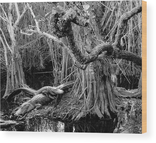 Everglades Alligators Wood Print featuring the photograph Everglades #6 by Neil Pankler