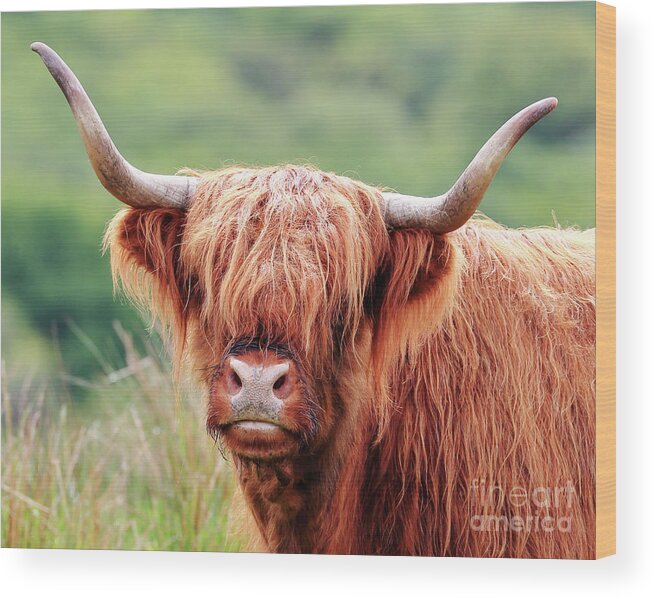Highland Cow Wood Print featuring the photograph Face-to-face with a Highland Cow by Maria Gaellman