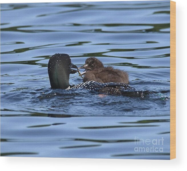 Loon Wood Print featuring the photograph Feeding Time by Steve Brown