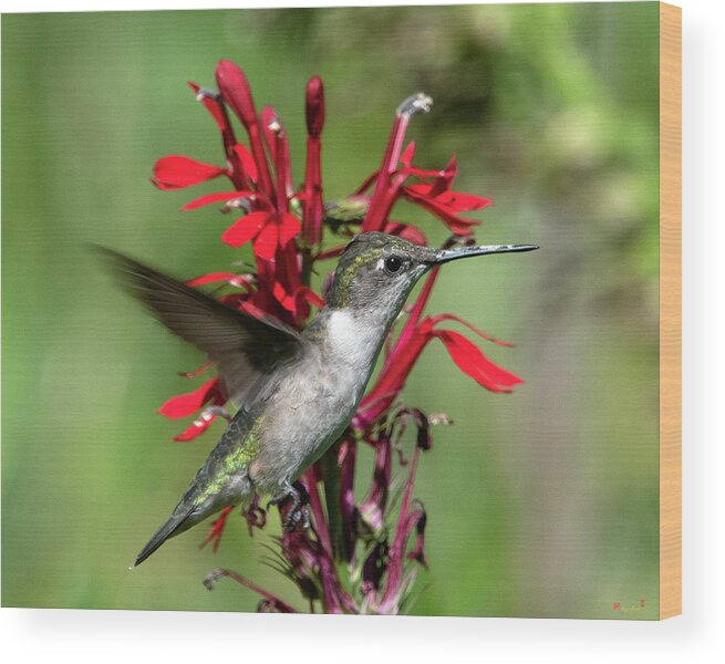 Nature Wood Print featuring the photograph Female Ruby-throated Hummingbird DSB0325 by Gerry Gantt