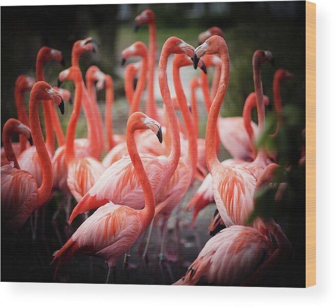 Animal Themes Wood Print featuring the photograph Flamingos by Jaroslav Kocian