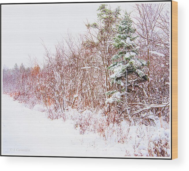 Thicket Wood Print featuring the photograph Forest Edge Thicket in Winter by A Macarthur Gurmankin