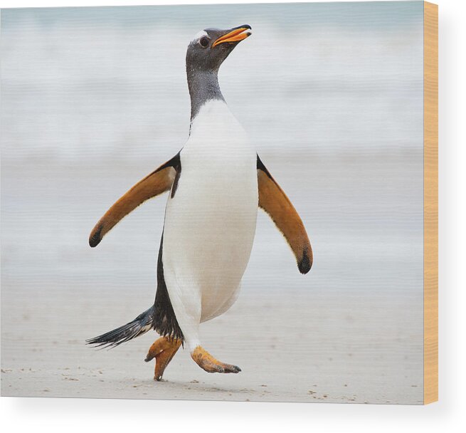 Alertness Wood Print featuring the photograph Gentoo Penguin Running On The Beach by Mike Hill