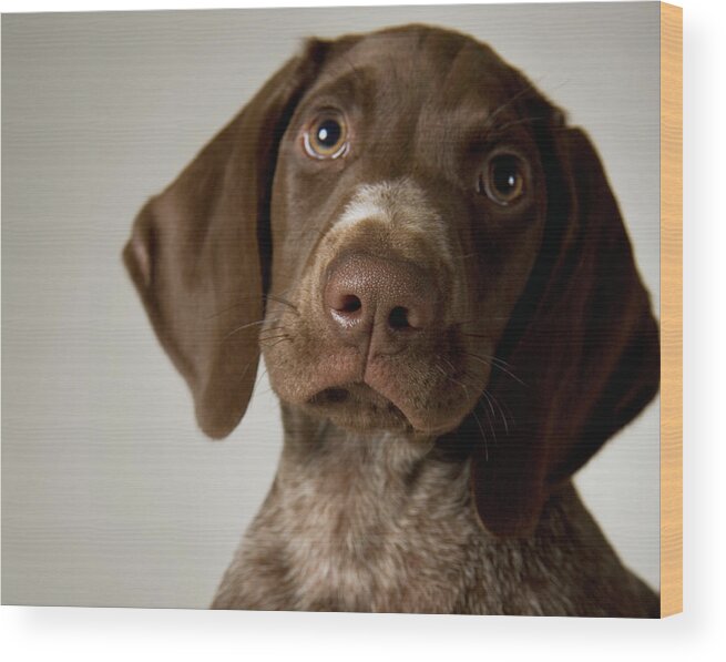 Pets Wood Print featuring the photograph German Short-haired Pointer Puppy by Frank Gaglione