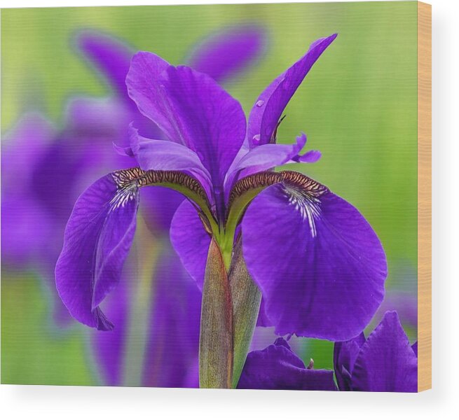 Original Art Wood Print featuring the photograph Gorgeous Irises by Susan Rydberg