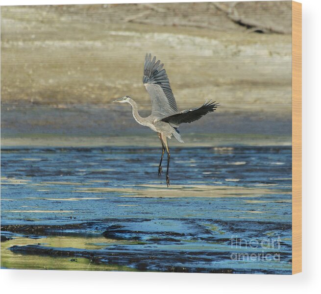 Great Blue Heron Wood Print featuring the photograph Great Blue Heron Landing on Rosemary Lake at Sunset by Ilene Hoffman